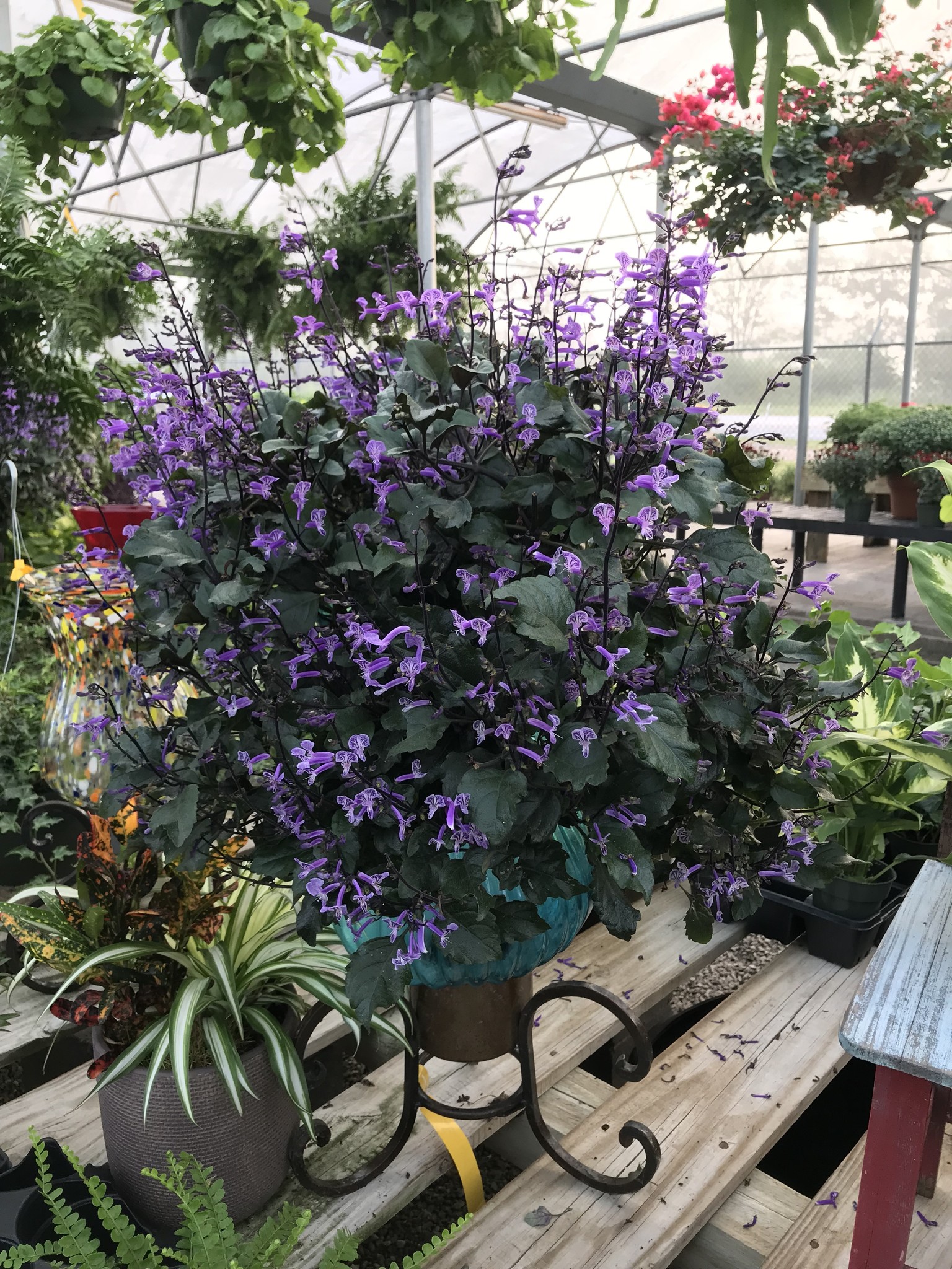 'MONA LAVENDER' PLECTRANTHUS PLANT, 1 GALLON