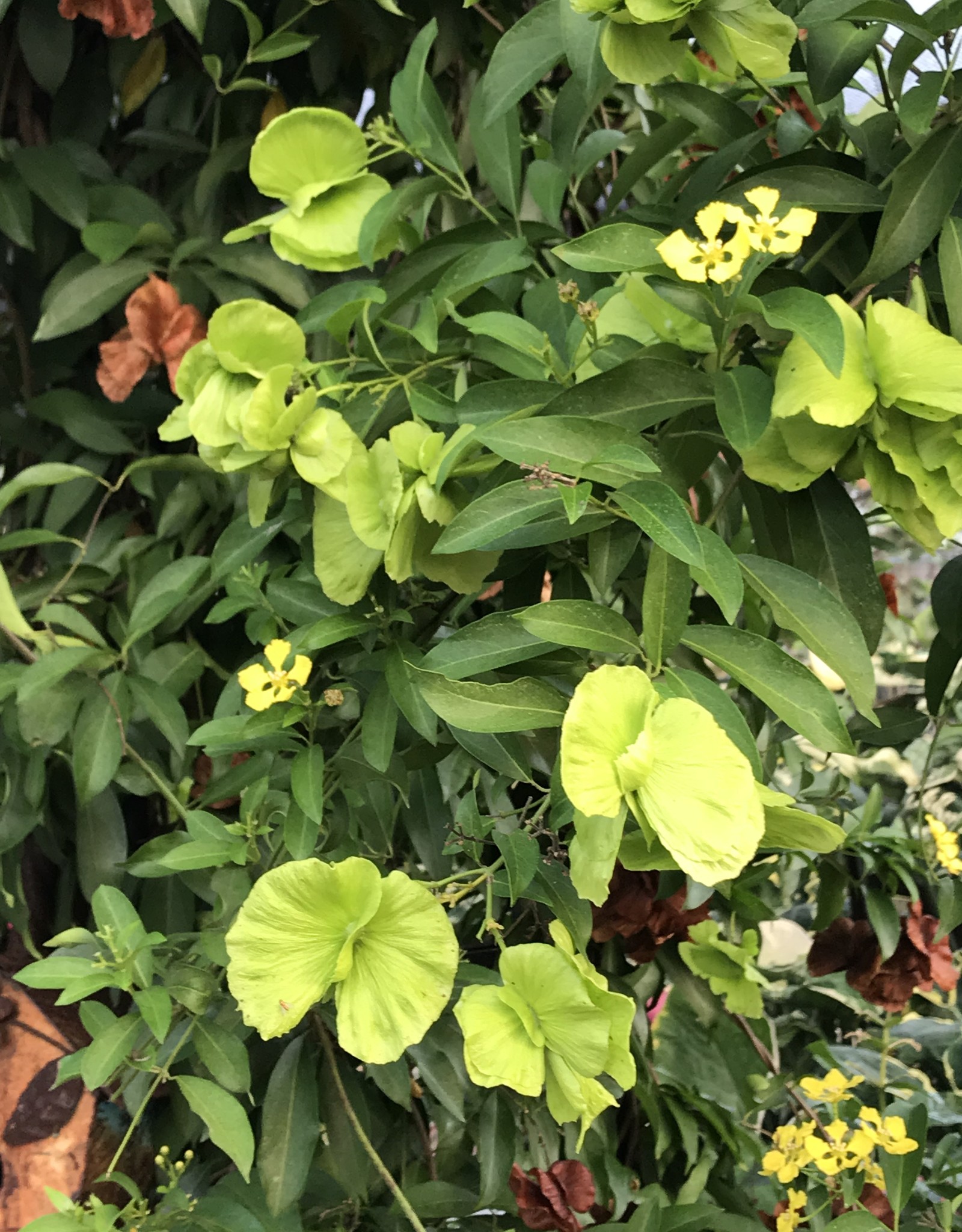 Butterfly Vine 3G Growers Outlet