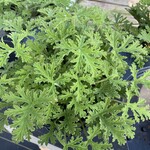 GERANIUM, CITRONELLA MOSQUITO PLANT, 1G