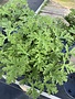 GO GERANIUM, CITRONELLA MOSQUITO PLANT, 1G*