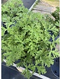 GO CITRONELLA MOSQUITO PLANT, 1 GALLON
