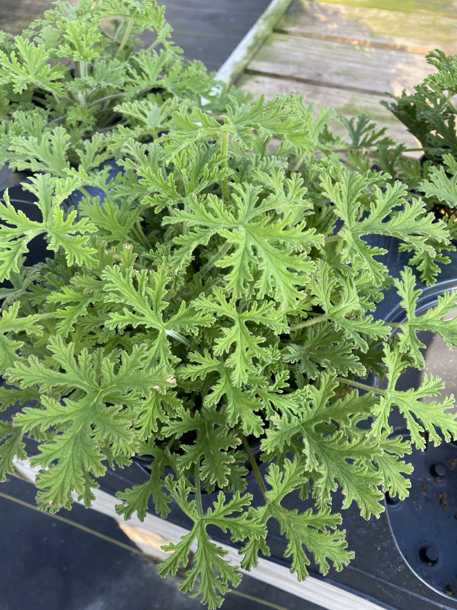 GO GERANIUM, CITRONELLA MOSQUITO PLANT, 1G