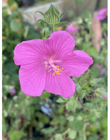 PAVONIA, ROCK ROSE 1G