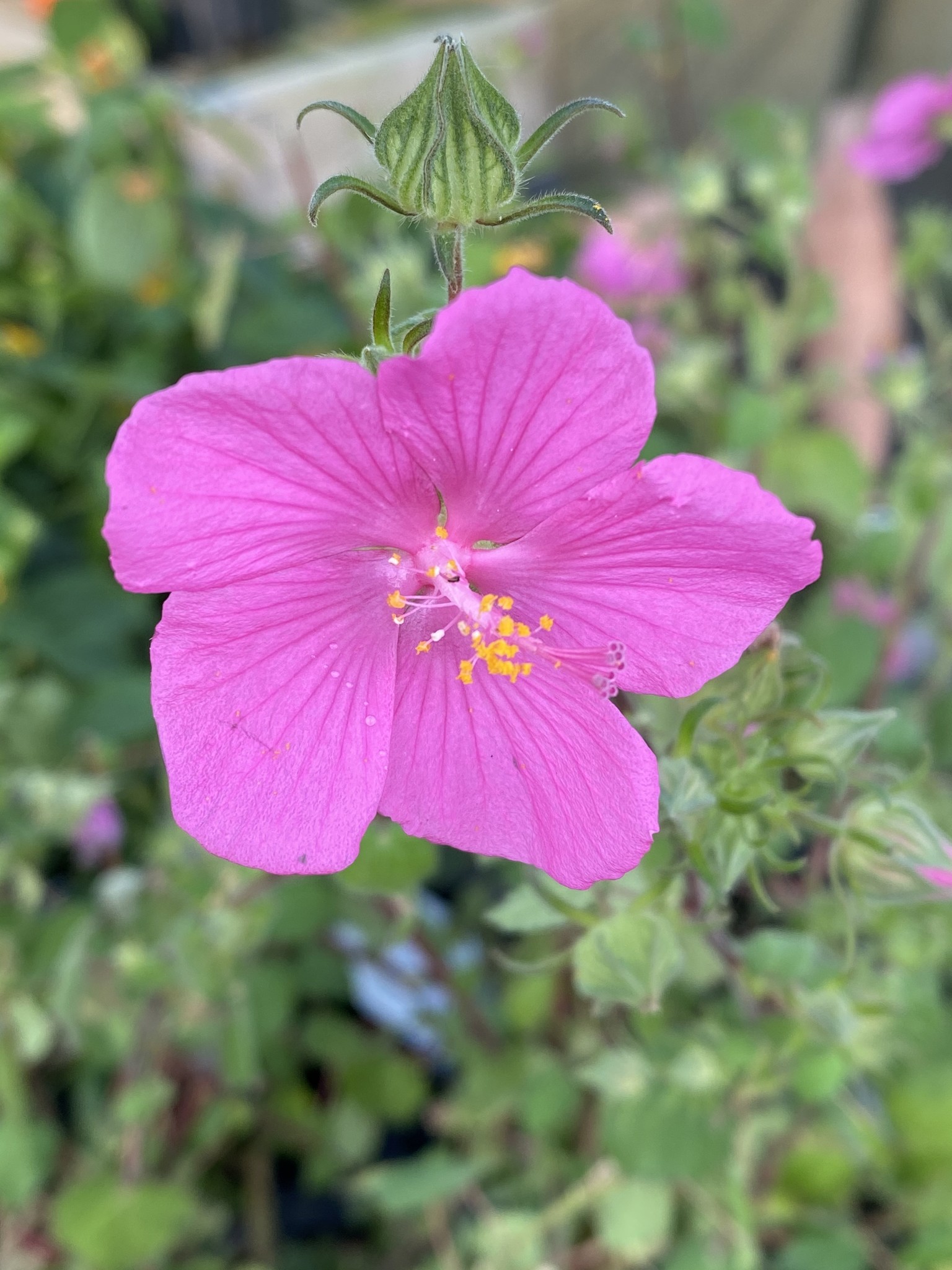 'ROCK ROSE' PAVONIA PLANT, 1 GALLON