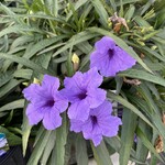 RUELLIA, 'MEXICAN PETUNIA', 1G