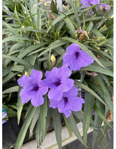 RUELLIA, 'KATIE, 'MEXICAN PETUNIA', 1G