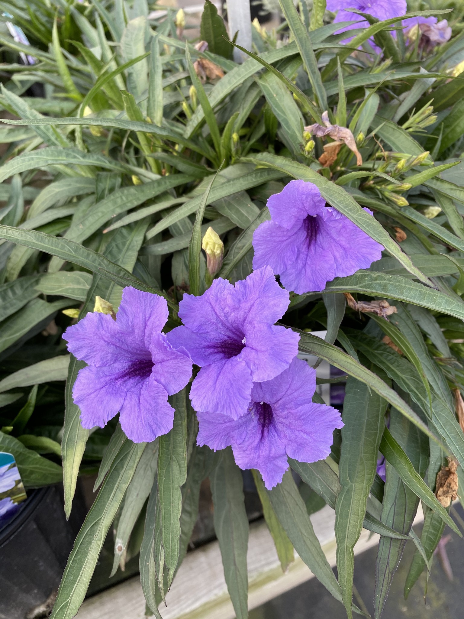 'KATIE' RUELLIA MEXICAN PETUNIA, 1 GALLON