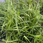 CYPERUS, 'GIANT PAPYRUS 1G