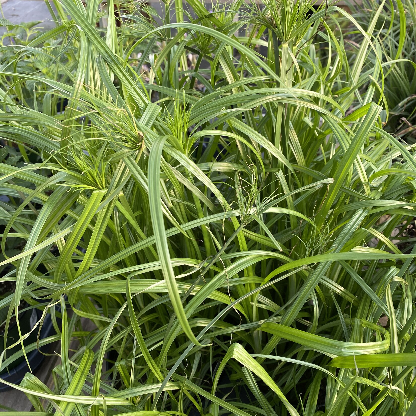 CYPERUS, 'GIANT PAPYRUS 1G
