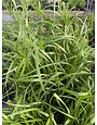 CYPERUS, 'GIANT PAPYRUS', 1G