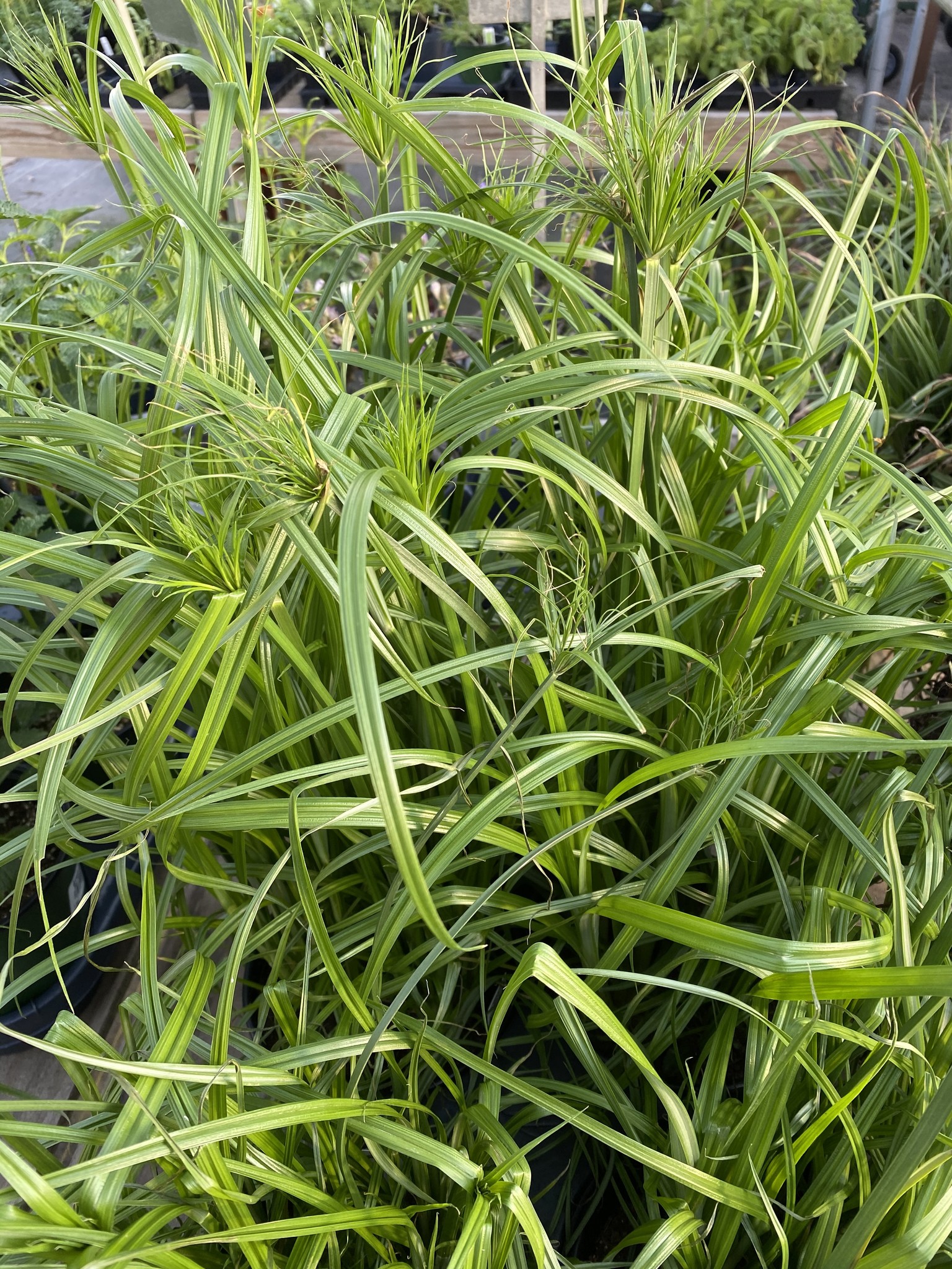CYPERUS, 'GIANT PAPYRUS', 1G