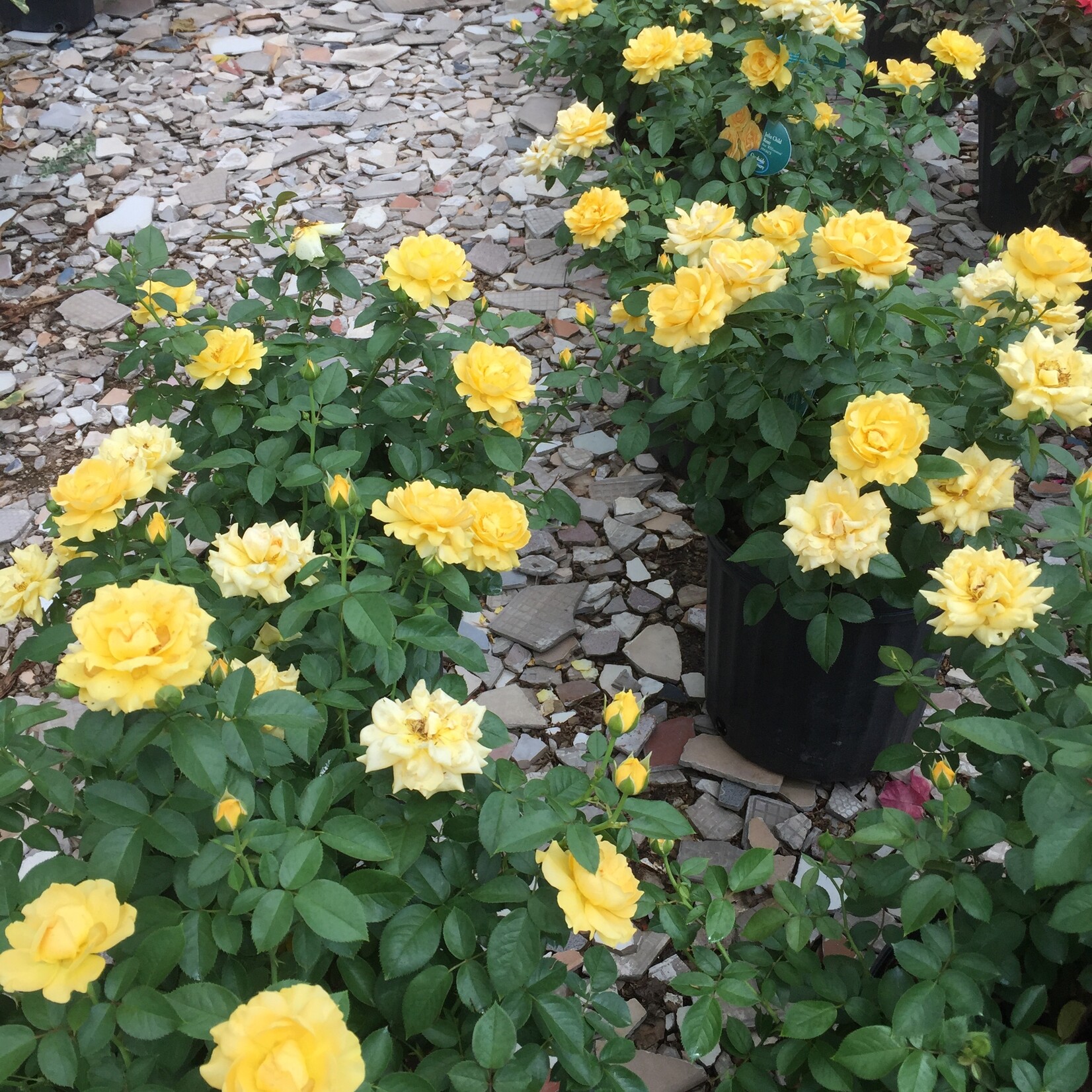 ROSE, 'JULIA CHILD' 3G-GROWERS OUTLET WILLIS, TEXAS - Growers Outlet ...