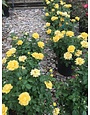 ROSE, 'JULIA CHILD' (YELLOW), 3G