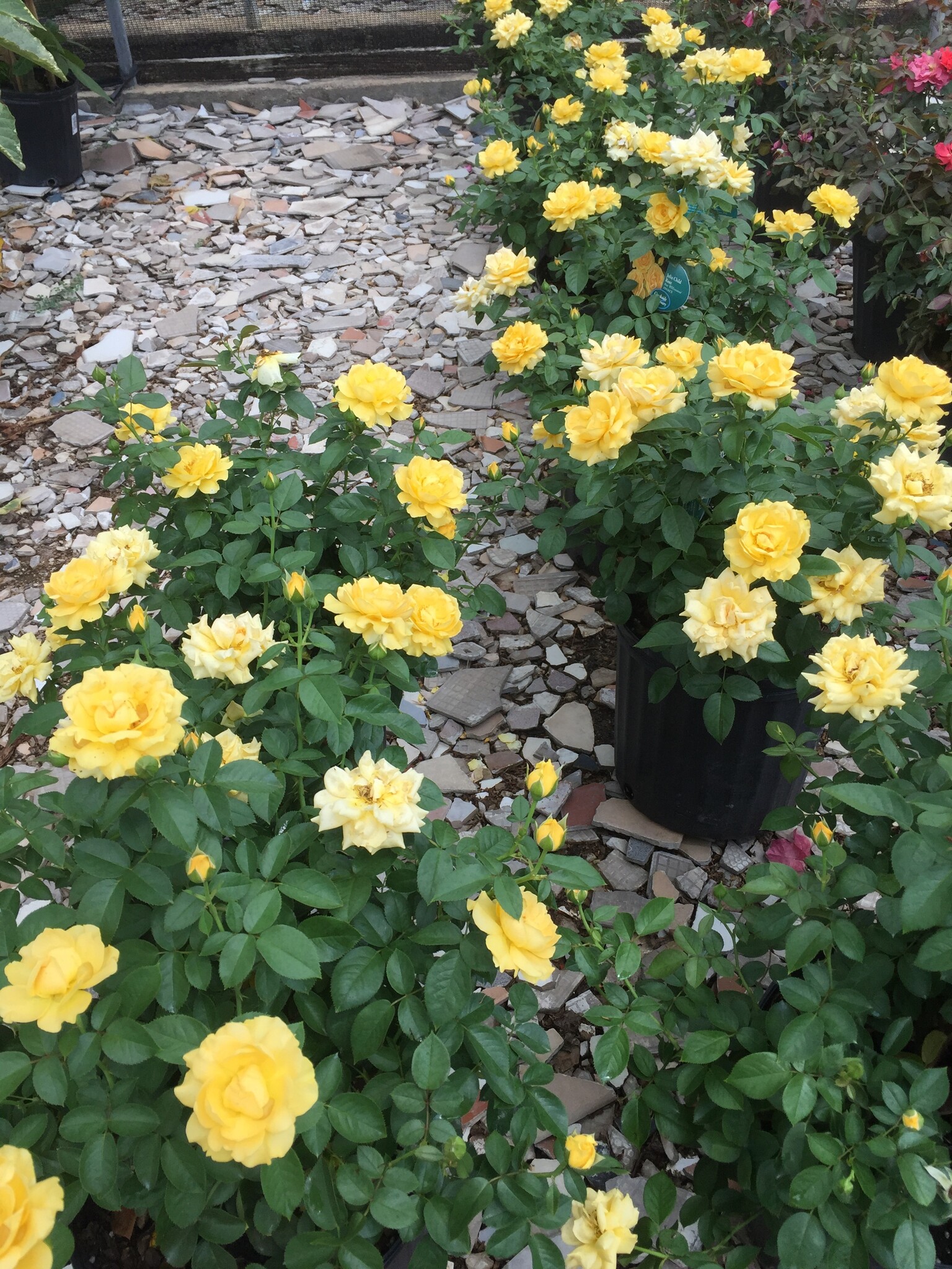 ROSE, 'JULIA CHILD' (YELLOW), 3G