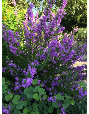 Texas Sage 'Greencloud' 3G