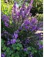 'Greencloud' Texas Sage 3 Gallon - Purple Blooms After Rain