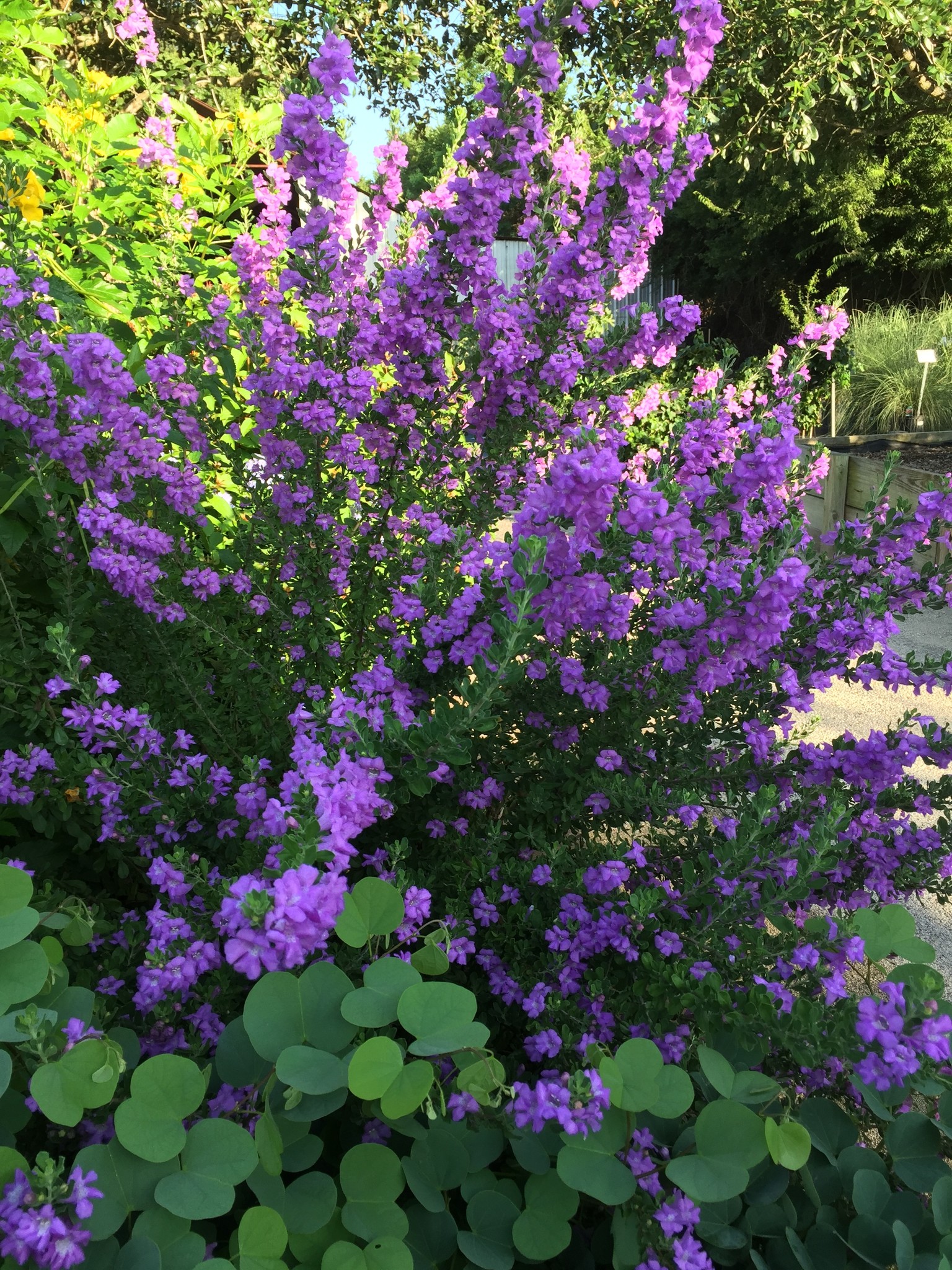 'GREEN CLOUD' TEXAS SAGE PLANT, 3 GALLON