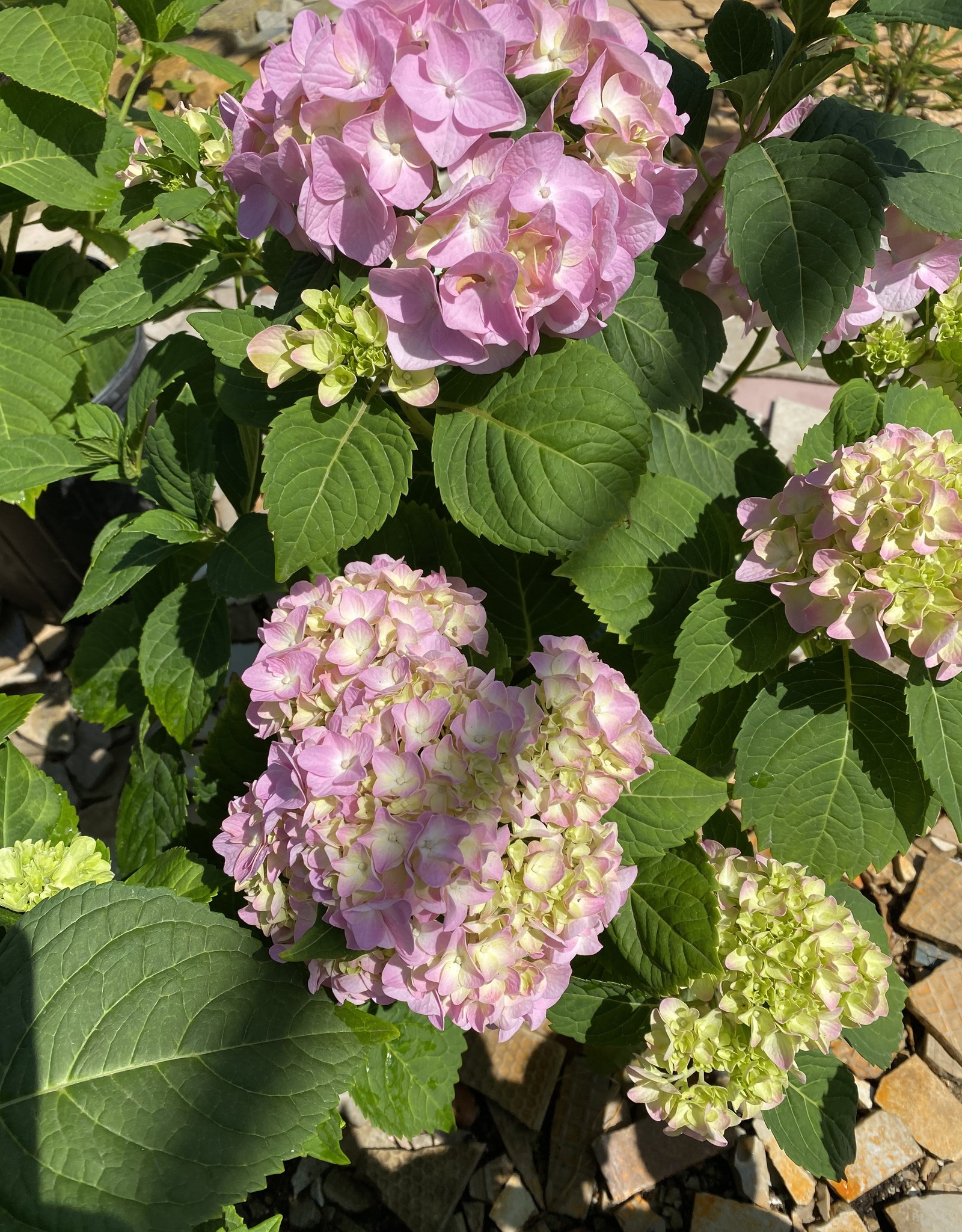 Hydrangea Penny Mac 3g Growers Outlet