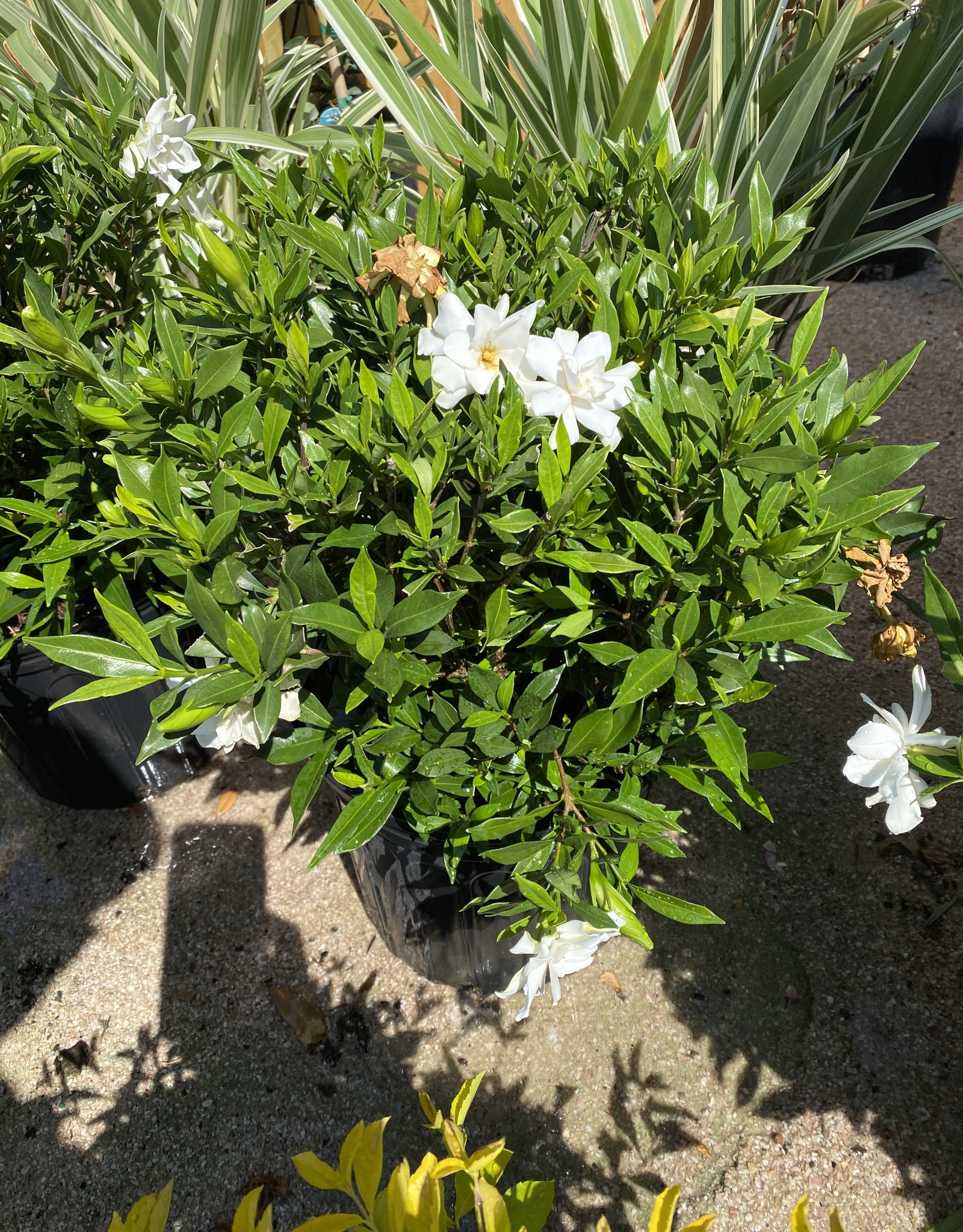 GARDENIA, FROSTPROOF 3G Growers Outlet