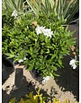 'Frostproof' Gardenia 3 Gallon - Cold Hardy Fragrance