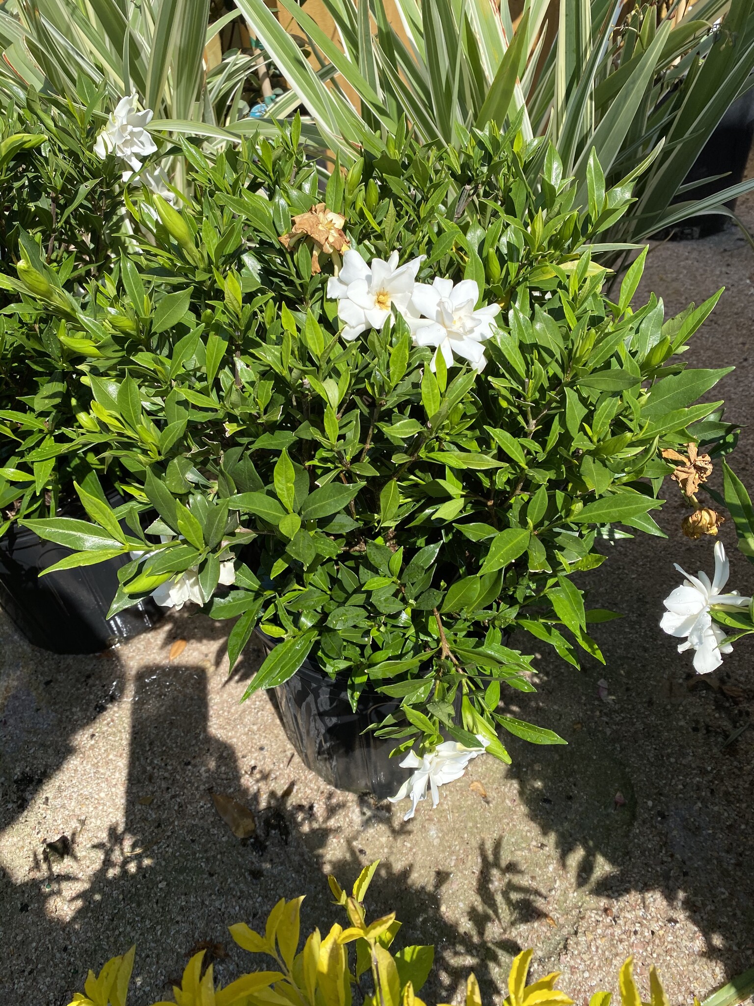 'FROSTPROOF' GARDENIA, 3 GALLON
