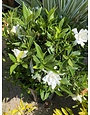 'FROSTPROOF' GARDENIA, 3 GALLON