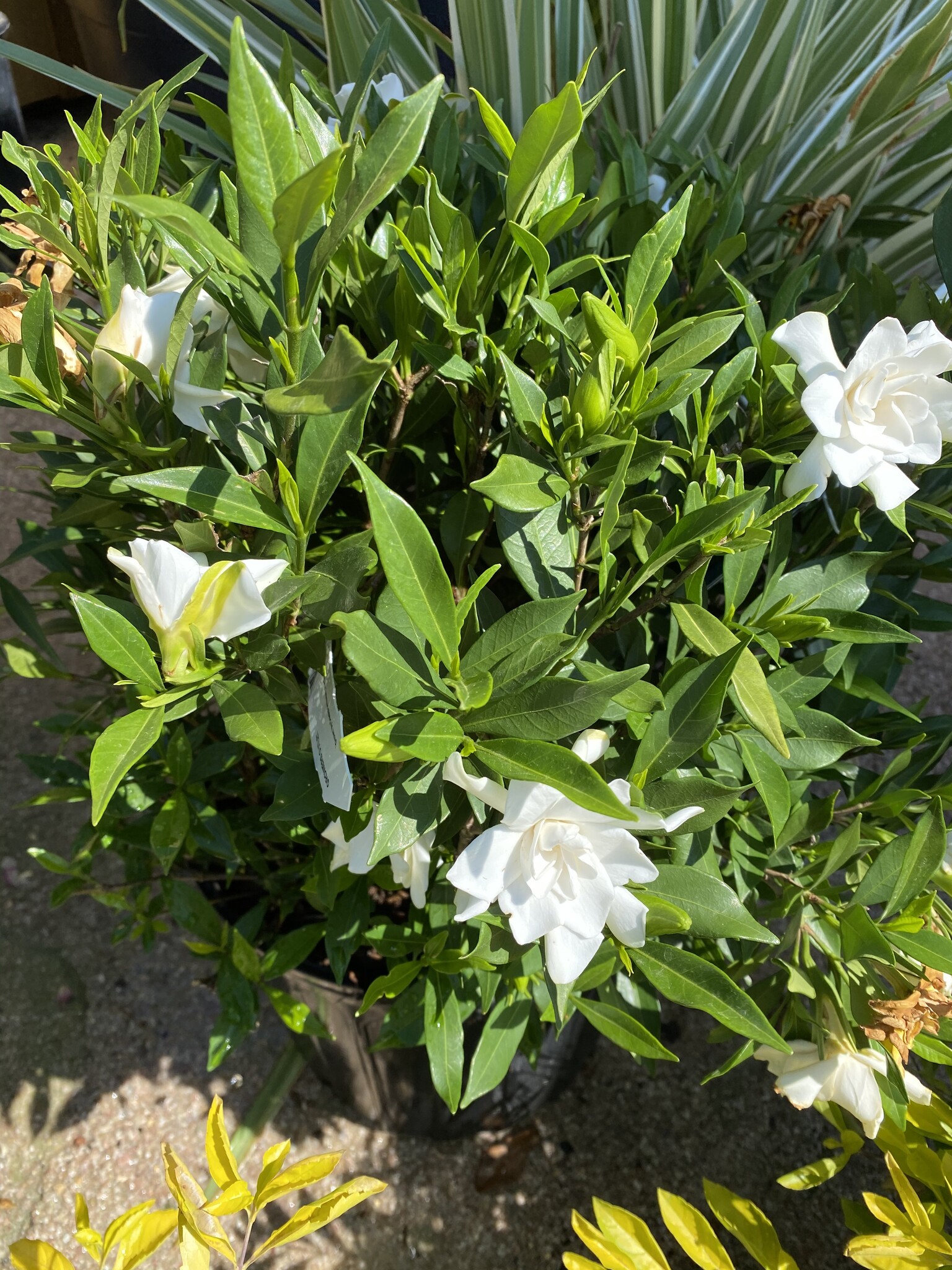 'FROSTPROOF' GARDENIA, 3 GALLON