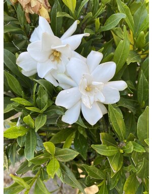 Gardenia 'Frostproof' 3G