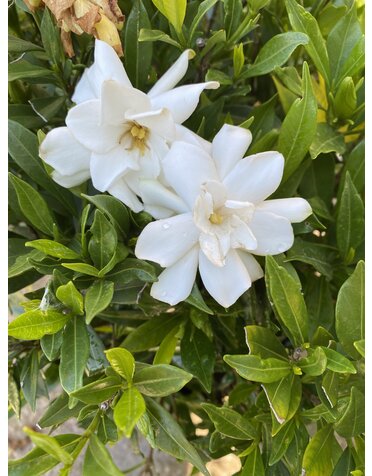 Gardenia 'Frostproof' 3G