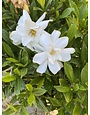 'FROSTPROOF' GARDENIA, 3 GALLON