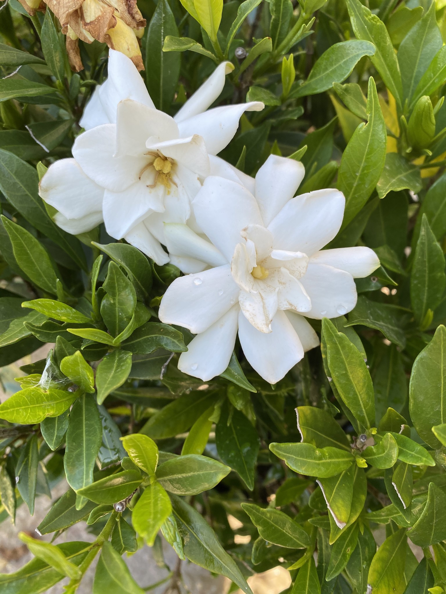 'FROSTPROOF' GARDENIA, 3 GALLON