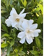 'Frostproof' Gardenia 3 Gallon - Cold Hardy Fragrance