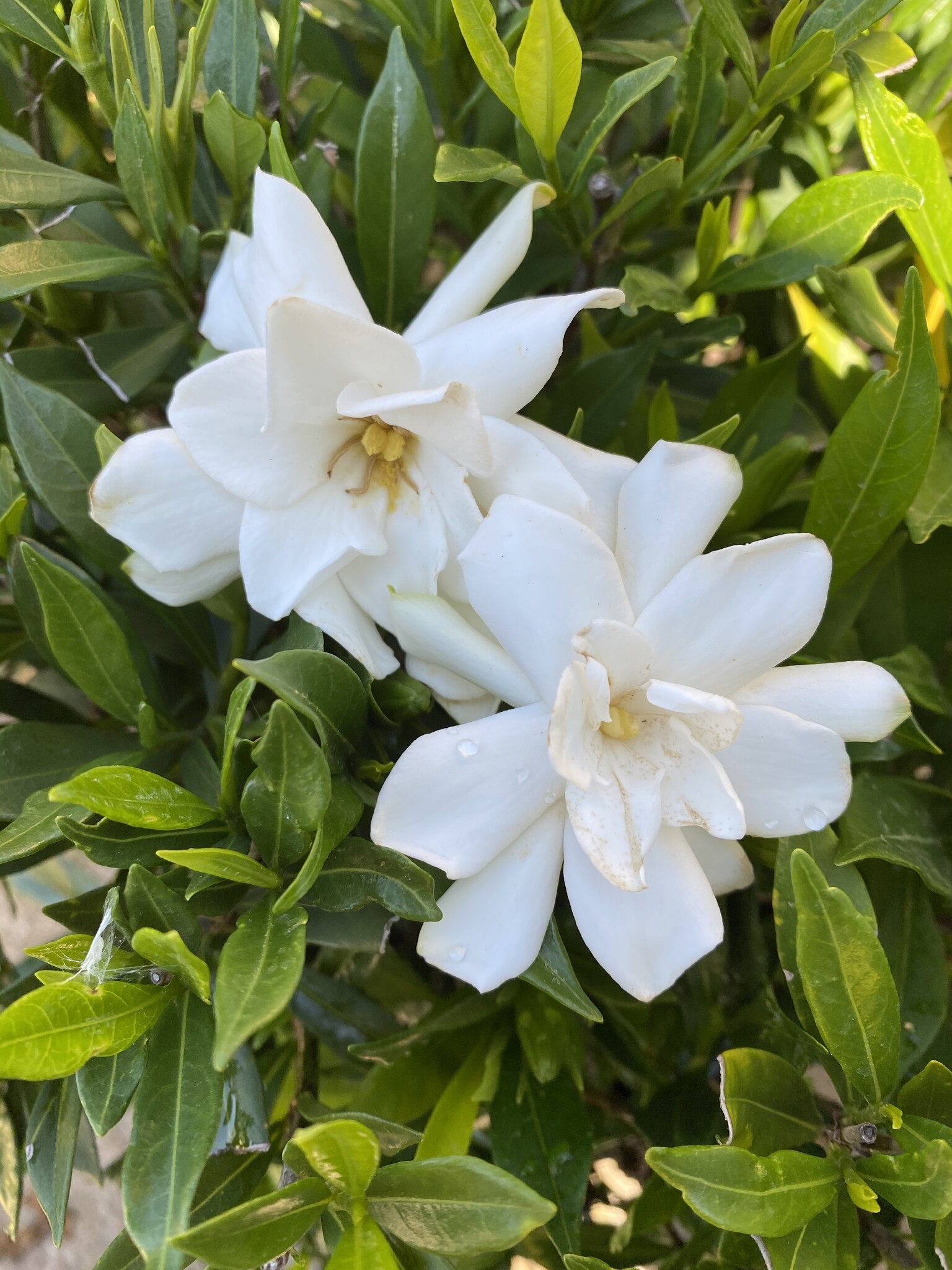 'FROSTPROOF' GARDENIA, 3 GALLON