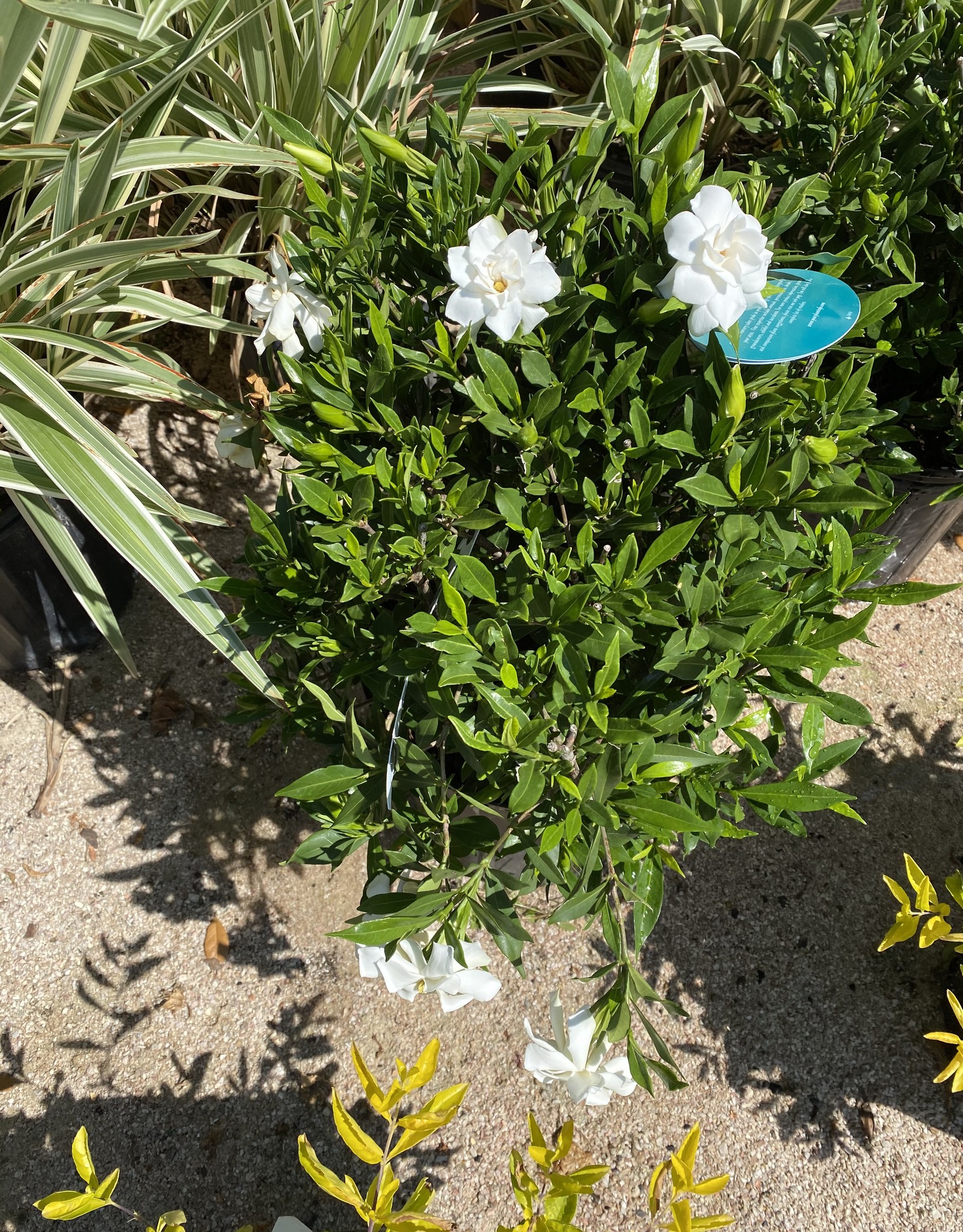 GARDENIA, FROSTPROOF 3G Growers Outlet