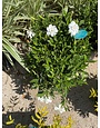 'FROSTPROOF' GARDENIA, 3 GALLON