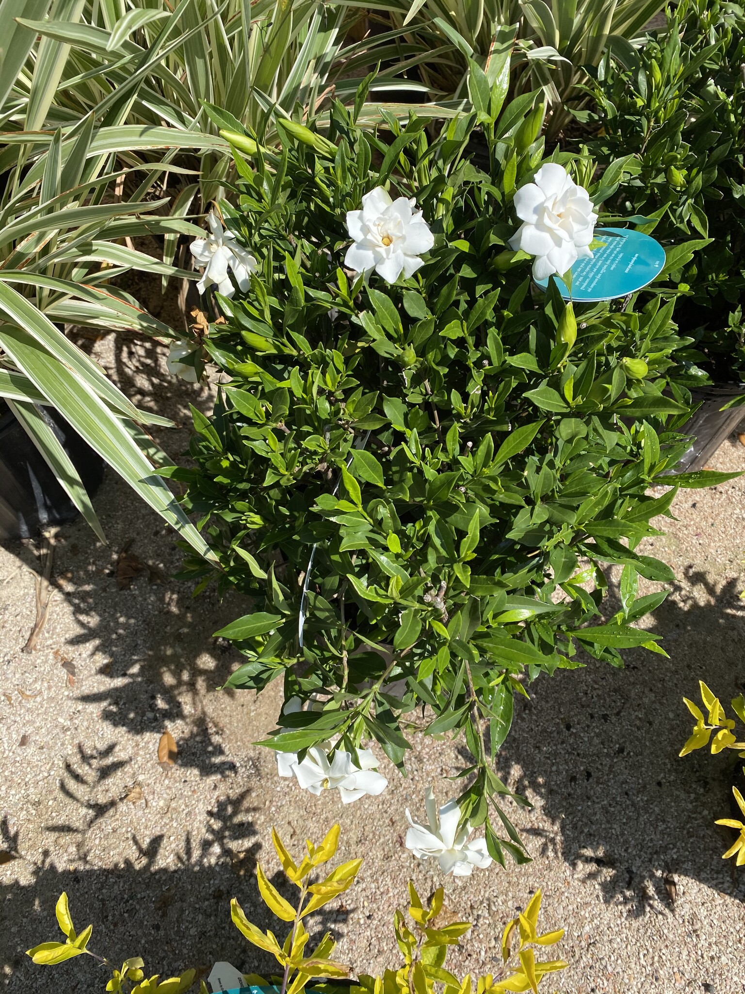 'FROSTPROOF' GARDENIA, 3 GALLON