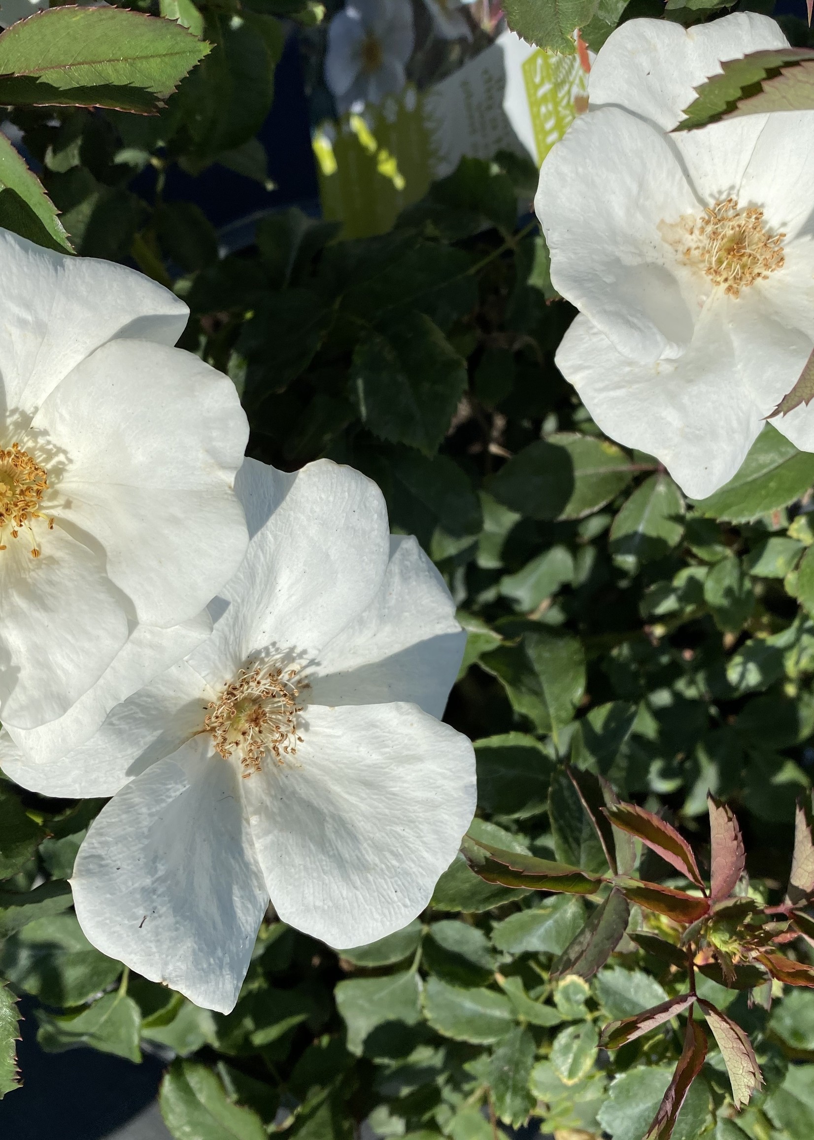 'KNOCKOUT' ROSE WHITE 3G GROWERS OUTLET WILLIS, TEXAS Growers Outlet Willis Texas