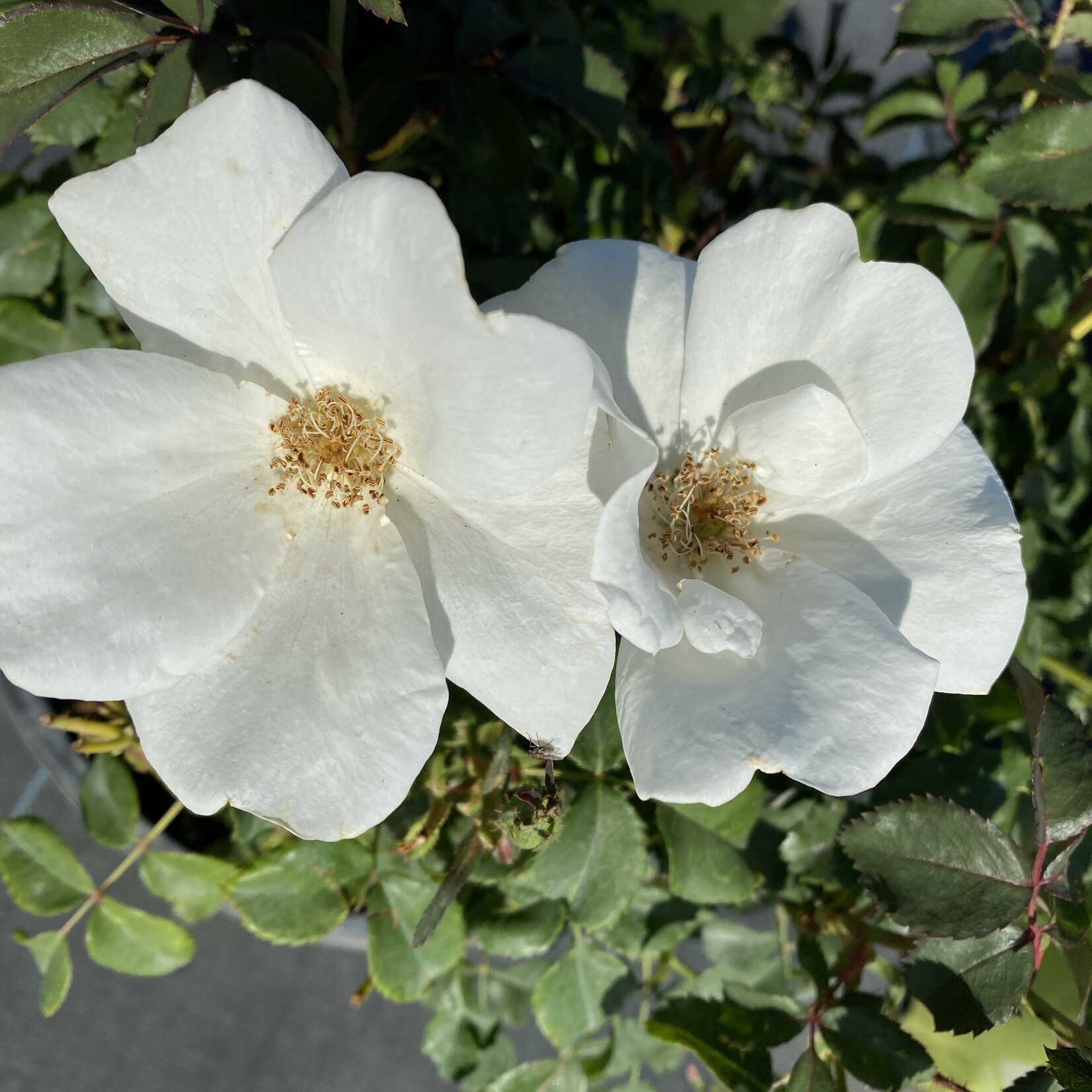 ROSE, 'KNOCK OUT' WHITE 3G