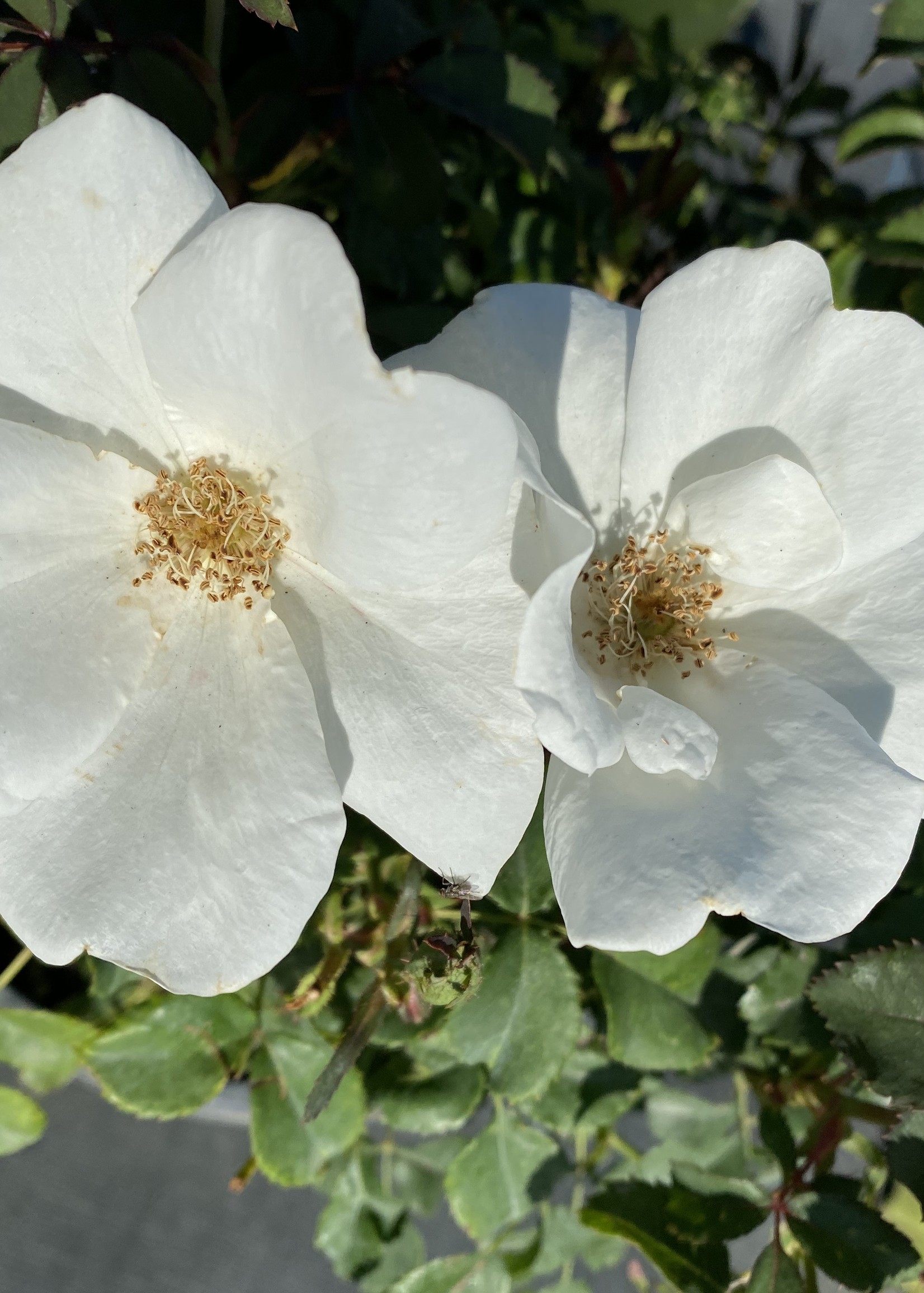 'KNOCKOUT' ROSE WHITE 3G GROWERS OUTLET WILLIS, TEXAS Growers Outlet