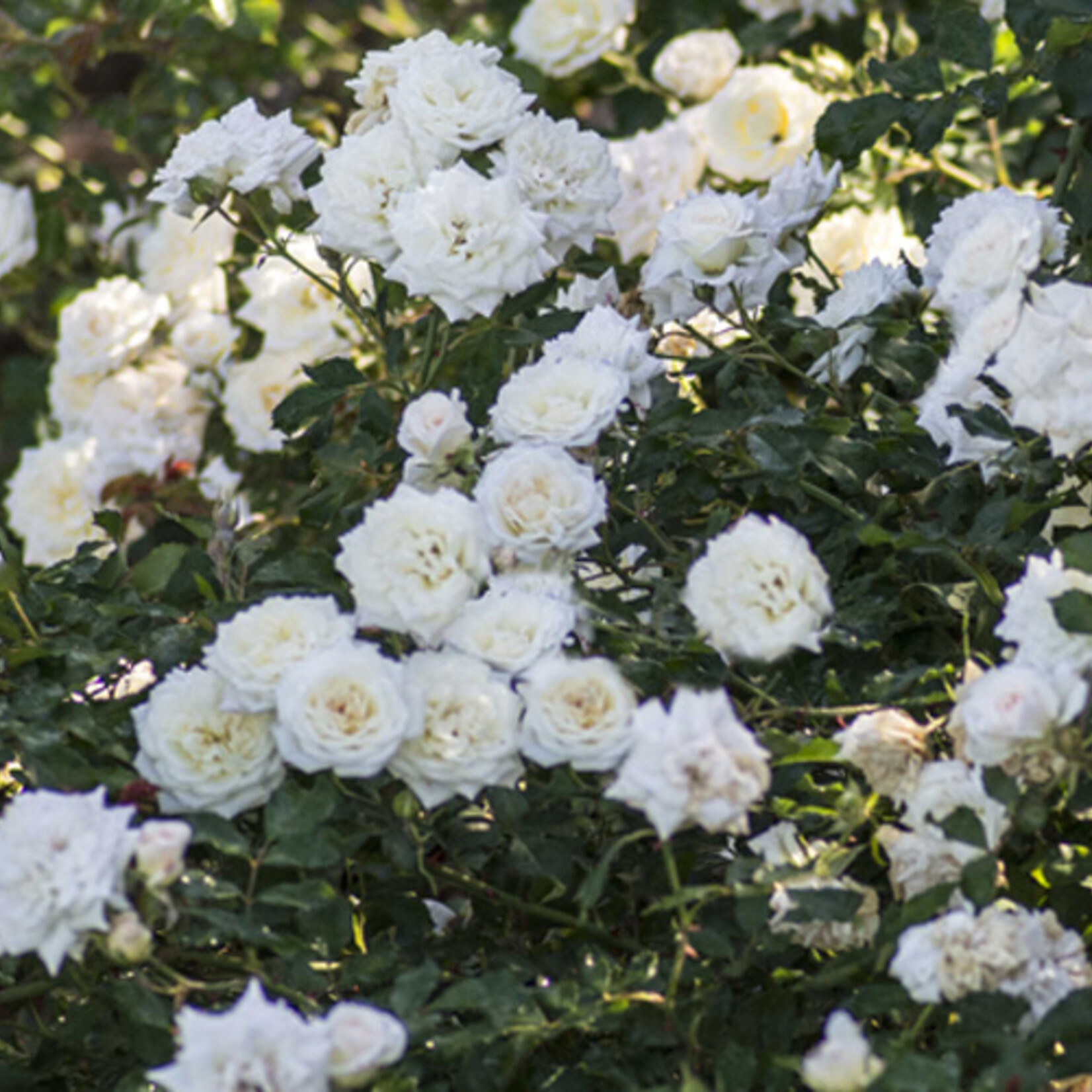 ROSE, 'DRIFT WHITE', 3G