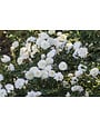 WHITE DRIFT® GROUNDCOVER ROSE BUSH, 3 GALLON