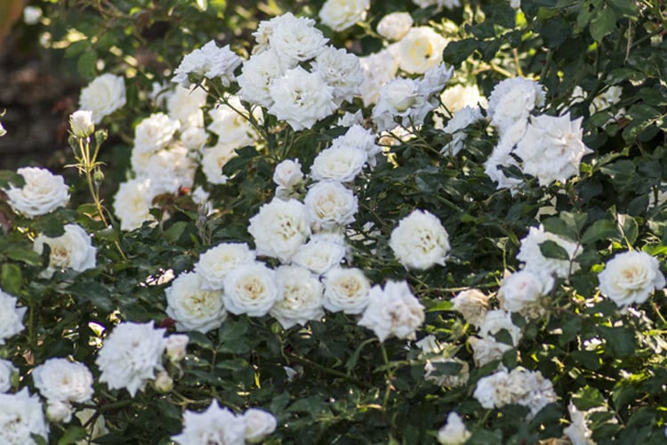 WHITE DRIFT® GROUNDCOVER ROSE BUSH, 3 GALLON