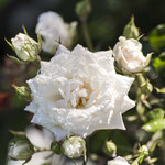 ROSE, 'DRIFT WHITE', 3G