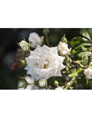 ROSE, 'DRIFT WHITE', 3G*