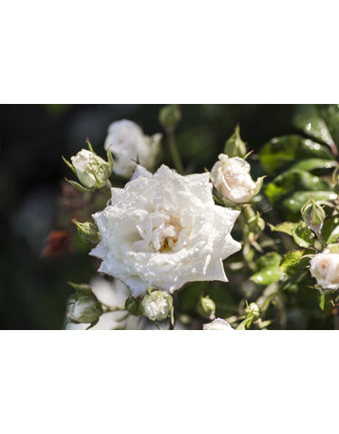ROSE, 'DRIFT WHITE', 3G*