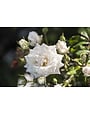 WHITE DRIFT® GROUNDCOVER ROSE BUSH, 3 GALLON