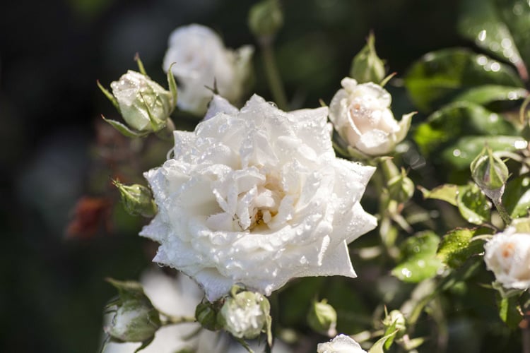 WHITE DRIFT® GROUNDCOVER ROSE BUSH, 3 GALLON