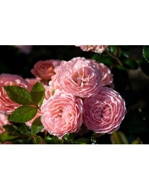 Rose 'Drift Apricot' 3G