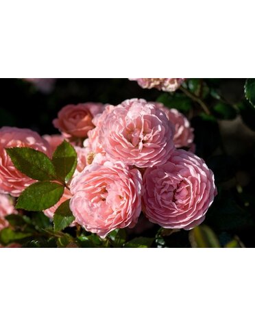 Rose 'Drift Apricot' 3G