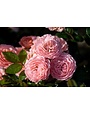 Drift Apricot Rose 3 Gallon - Rosa 'Drift Apricot'